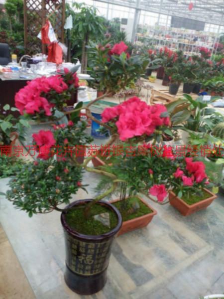 供應(yīng)南京年宵花卉多少錢一株