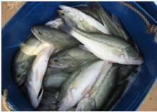 供應(yīng)江門臺(tái)山加州鱸魚苗_優(yōu)質(zhì)加州鱸魚苗_生長快產(chǎn)量高歡迎致電