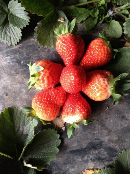 供應山東法蘭地草莓代收*