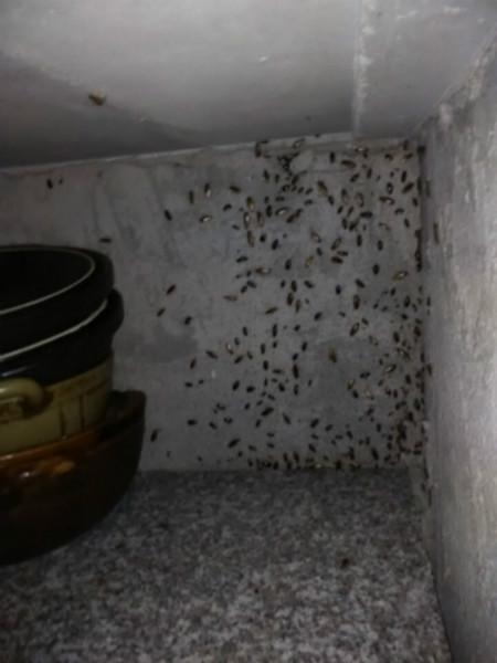 供應(yīng)昆明四害消殺，滅蟑螂，老鼠找云南潤(rùn)歐生物