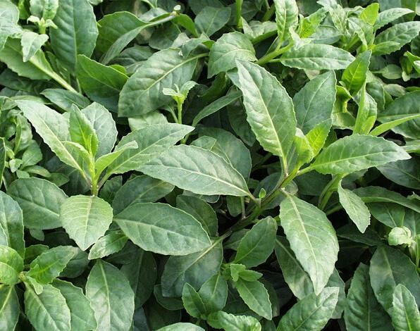 供應(yīng)富貴菜/富貴菜供應(yīng)商/富貴菜種植基地/富貴菜價(jià)格/江蘇富貴菜哪家便宜