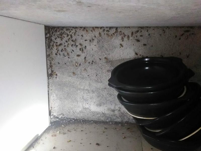 蒙自市區(qū)過橋米線餐廳滅蟑螂圖片