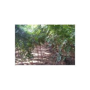 河北法桐供應(yīng)商