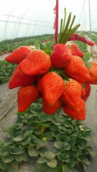 供應(yīng)吉林新鮮草莓