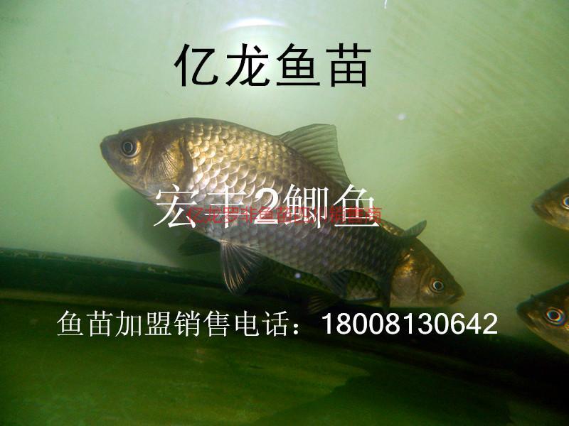 鯉魚羅非魚豐產(chǎn)鯽新科巨鯽魚苗水花圖片