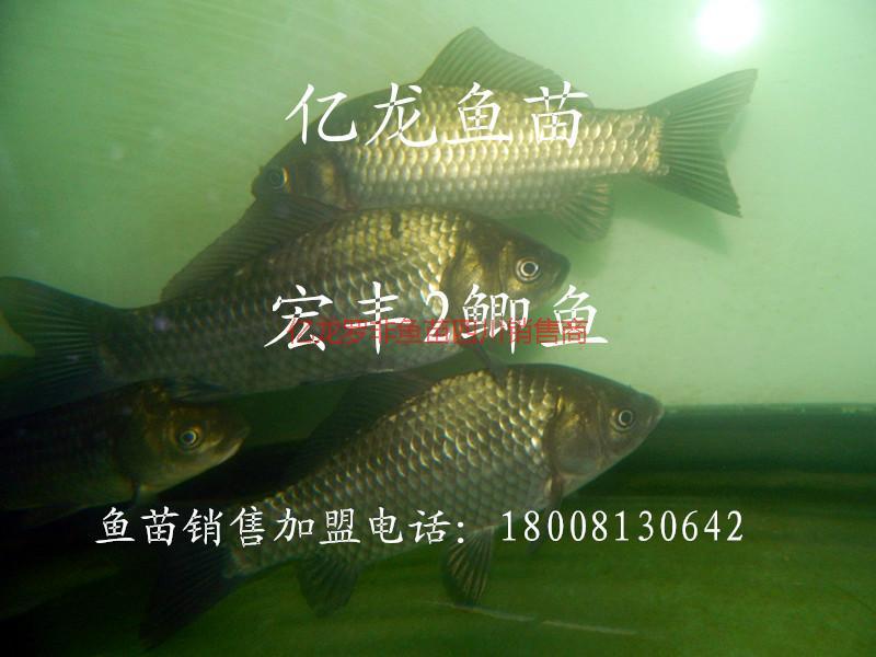 四川哪有豐產(chǎn)鯽魚(yú)賣(mài)圖片