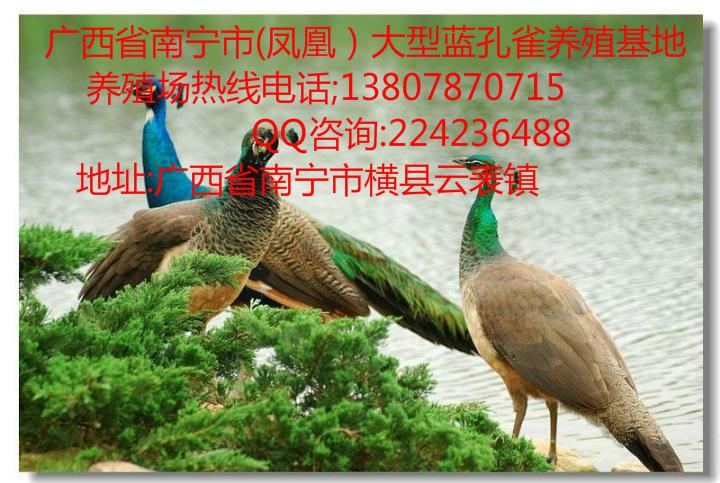 廣西孔雀觀賞園圖片