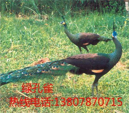 孔雀養(yǎng)殖圖片/孔雀養(yǎng)殖樣板圖 (4)