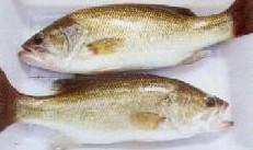 供應(yīng)優(yōu)質(zhì)加州鱸魚苗批發(fā)