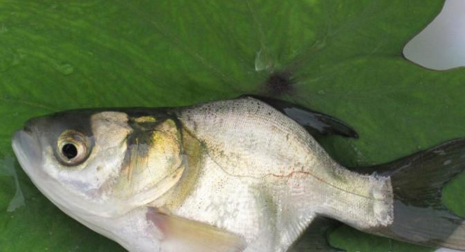 供應(yīng)縮骨大頭魚苗批發(fā)