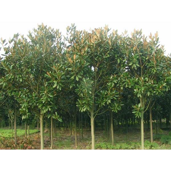 供應(yīng)江蘇南京廣玉蘭樹(shù)苗報(bào)價(jià)，廣玉蘭苗木綠化好苗