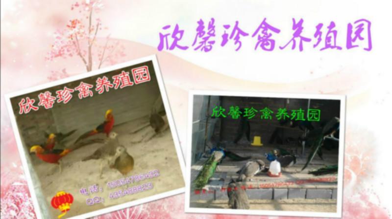 供應(yīng)紅腹錦雞雞蛋