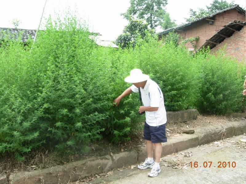 醫(yī)用青蒿油安全性能好圖片