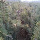 供應(yīng)冷杉4年苗批發(fā)廠家/優(yōu)質(zhì)冷杉4年苗出售