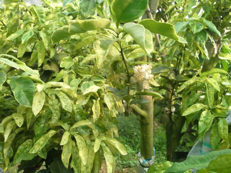 供應(yīng)荔浦黃金蜜柚