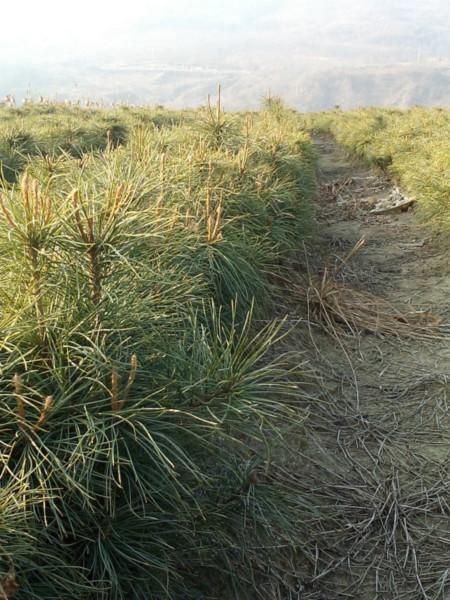 供應(yīng)紅松3年苗大連紅松苗東北抗寒紅松3年苗紅松綠化大苗