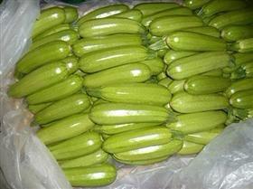 供應(yīng)西葫蘆   西葫蘆價(jià)格  山東西葫蘆批發(fā)供應(yīng)基地