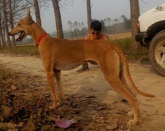 供应陕西黑白全活的格力犬价格