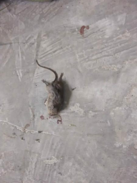 供應(yīng)昆明食品加工廠(chǎng)滅鼠公司-昆明食品加工廠(chǎng)滅鼠公司電話(huà)-昆明食品加工廠(chǎng)滅鼠公司價(jià)格-昆明食品加工廠(chǎng)滅鼠公司效果如何