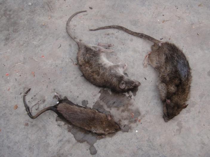 呈貢縣大學(xué)城滅鼠圖片