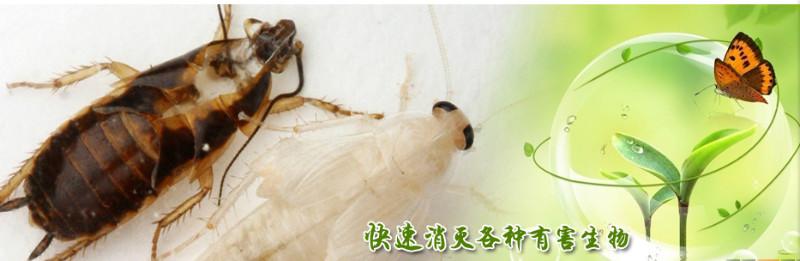 滅蟑螂圖片/滅蟑螂樣板圖 (4)