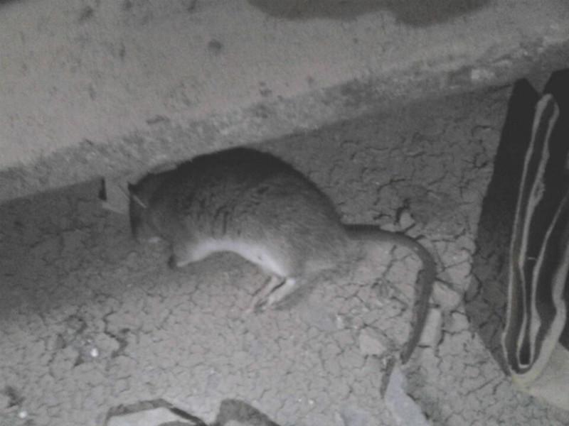 供應中豪新冊產業(yè)城滅鼠-中豪新冊產業(yè)城滅鼠價格-中豪新冊產業(yè)城滅鼠公司