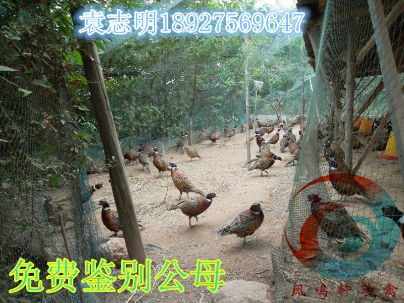 供應(yīng)懷仁*苗