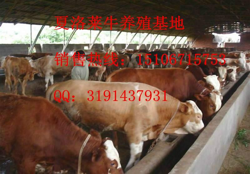 供应浙江肉牛养殖场有什么品种 浙江肉牛品种