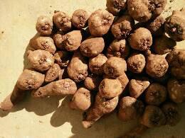 魔芋種子多少錢一斤 云南花魔芋種子 魔芋，花魔芋，云南花魔芋，魔芋種