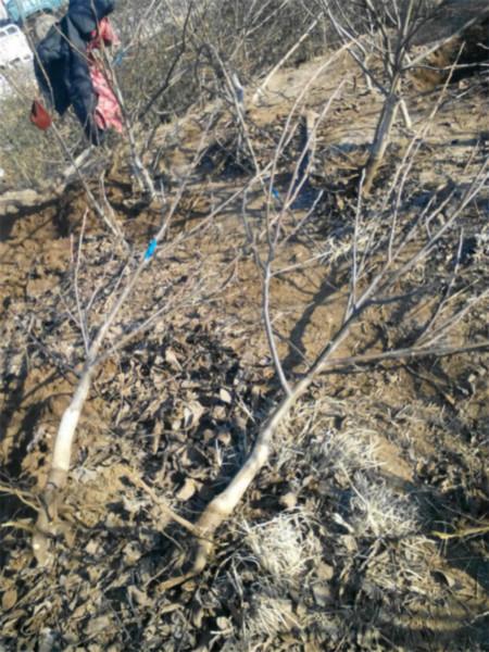 供應(yīng)5公分核桃樹 2-3公分核桃樹