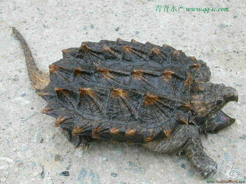 魚苗圖片/魚苗樣板圖 (3)