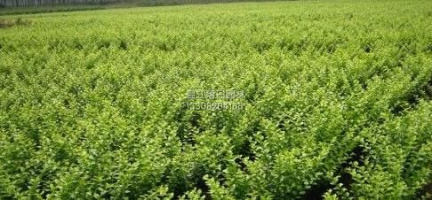 供應(yīng)落日園林金森女貞供應(yīng)商，成都金森女貞供應(yīng)商，大量批發(fā)金森女貞