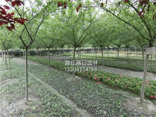 優(yōu)質(zhì)西府海棠批發(fā) 大量供應(yīng)西府海棠 成都西府海棠處理