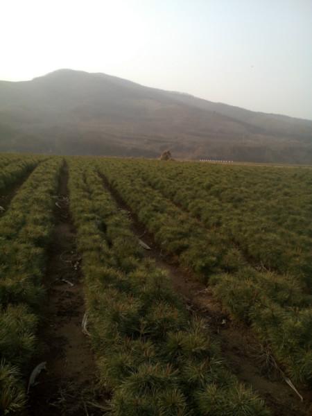 供應(yīng)黑松苗100萬