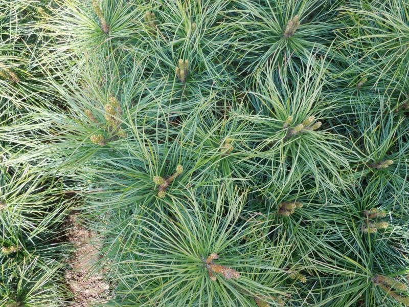 供應(yīng)紅松3年苗大連紅松苗東北抗寒紅松3年苗紅松綠化大苗