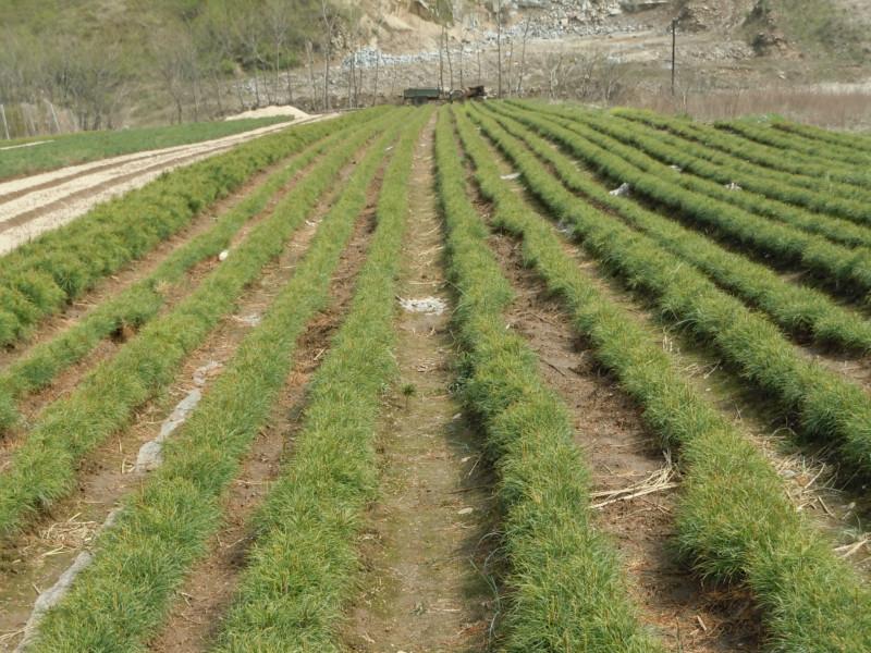 供應(yīng)紅松3年苗大連紅松苗東北抗寒紅松3年苗紅松綠化大苗