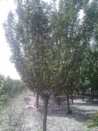 供應(yīng)聊城櫻花苗報(bào)價(jià)，櫻花苗價(jià)格，櫻花苗種植基地