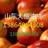 供應油桃價格油桃批發(fā)