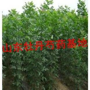 菏澤白蠟苗供貨商圖片