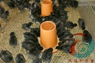 武漢野雞苗圖片/武漢野雞苗樣板圖 (4)