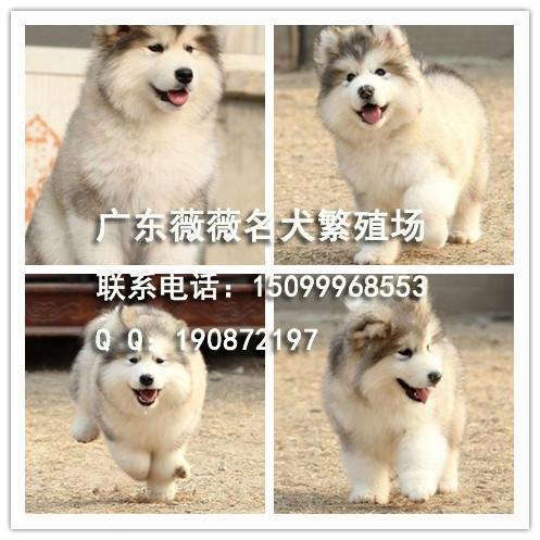 阿拉斯加犬幼犬图片