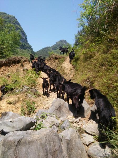 供应隆林黑山羊种羊养殖基地