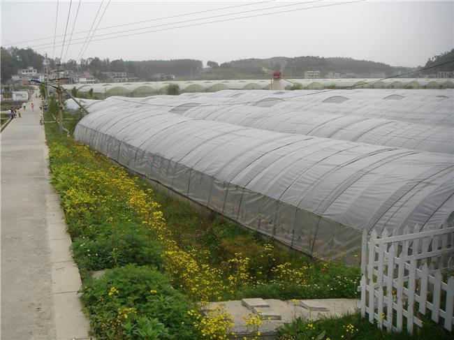 供应蔬菜大棚养殖大棚建造技术建造价格