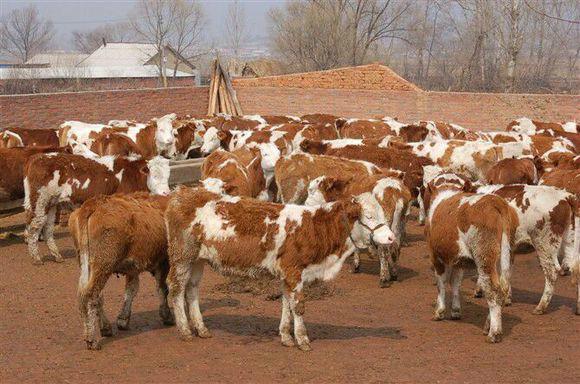 供应西门塔牛小牛多少钱一头.牛犊价格.肉牛养殖技术