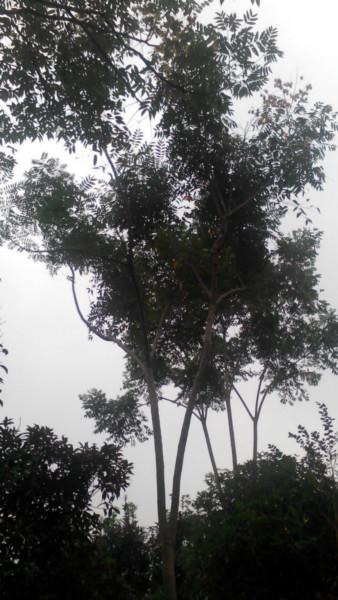 供應(yīng)浙江樹苗欒樹綠化苗，香樟，桂花，紫薇，海棠，石榴