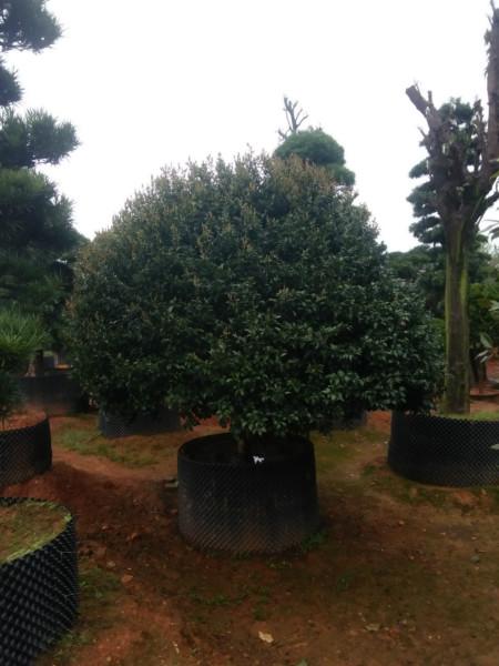 供應(yīng)茶梅球，金華茶梅球批發(fā)，金華茶梅球批發(fā)價，金華茶梅球種植基地