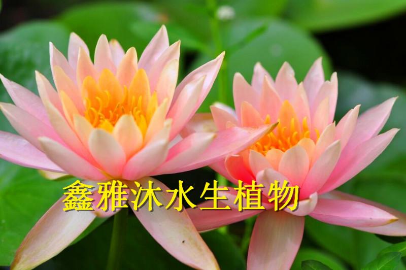 供應(yīng)丹東睡蓮種植15933731160，廠家種植荷花，種植千屈菜，種植草花，種植水生鳶尾，種植香蒲等水生植物