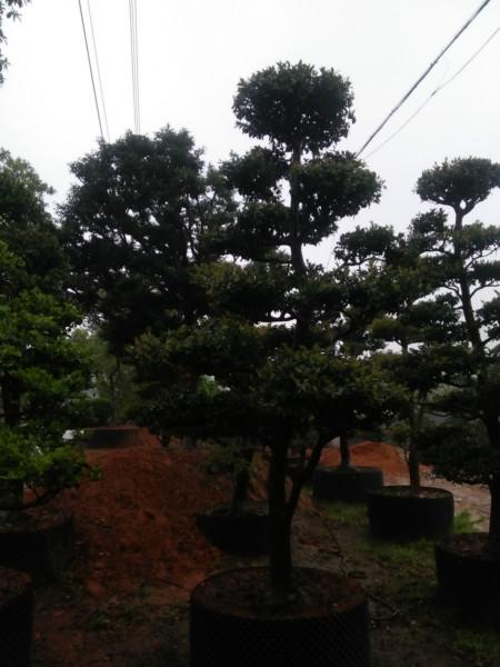 供應茶梅盆景多少錢一盆，茶梅盆景市場，茶梅盆景基地，茶梅盆景批發(fā)