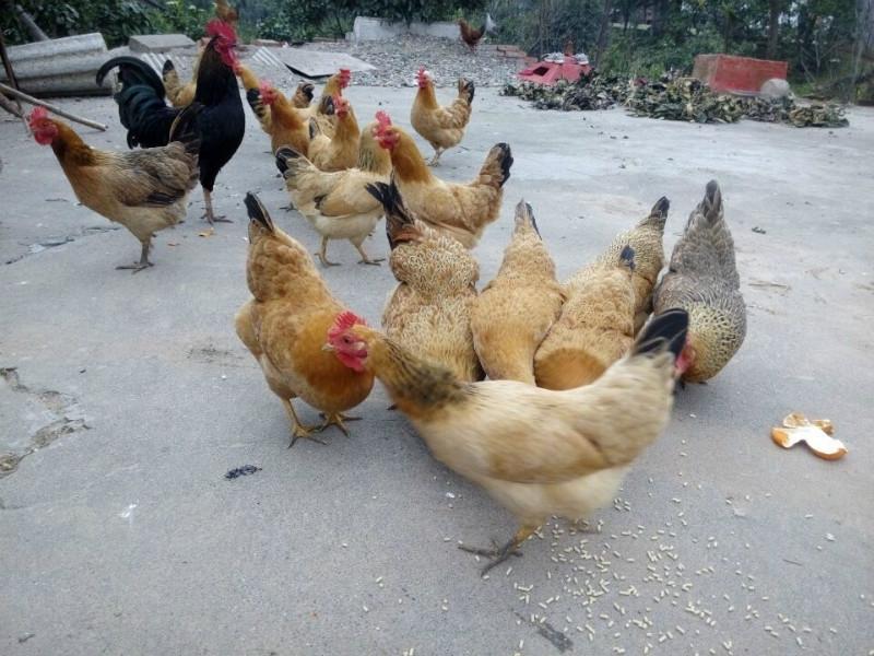 供應(yīng)雞，土雞，土雞苗