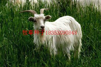 供應(yīng)黑麥草種子哪里賣的好